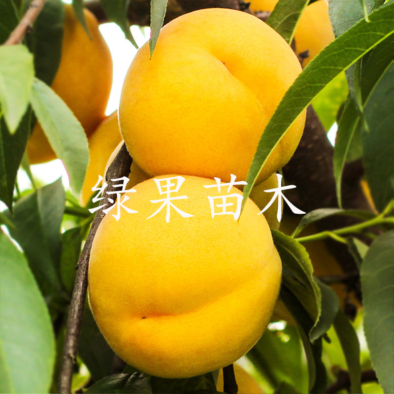 早熟黄桃苗五月金灿锦春锦香黄桃苗黄金蜜0桃树苗