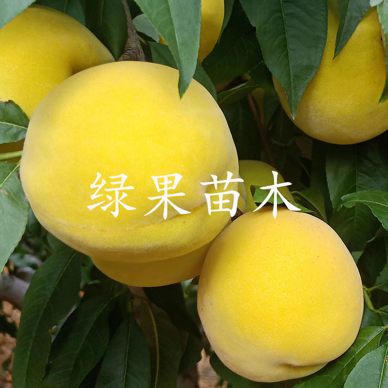 早熟黄桃苗五月金灿锦春锦香黄桃苗黄金蜜0桃树苗