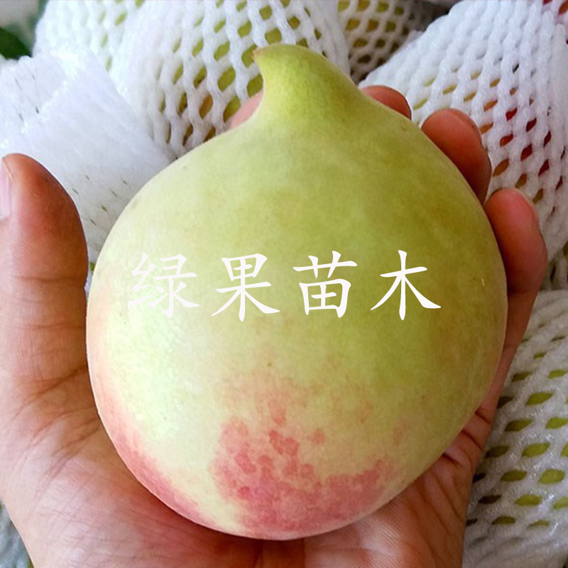 鹰嘴蜜桃苗嫁接桃树苗基地直销提供技术指导