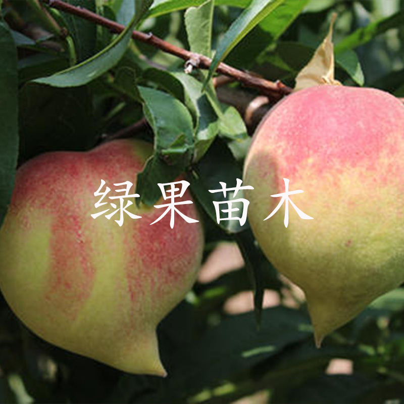 鹰嘴蜜桃苗嫁接桃树苗基地直销提供技术指导