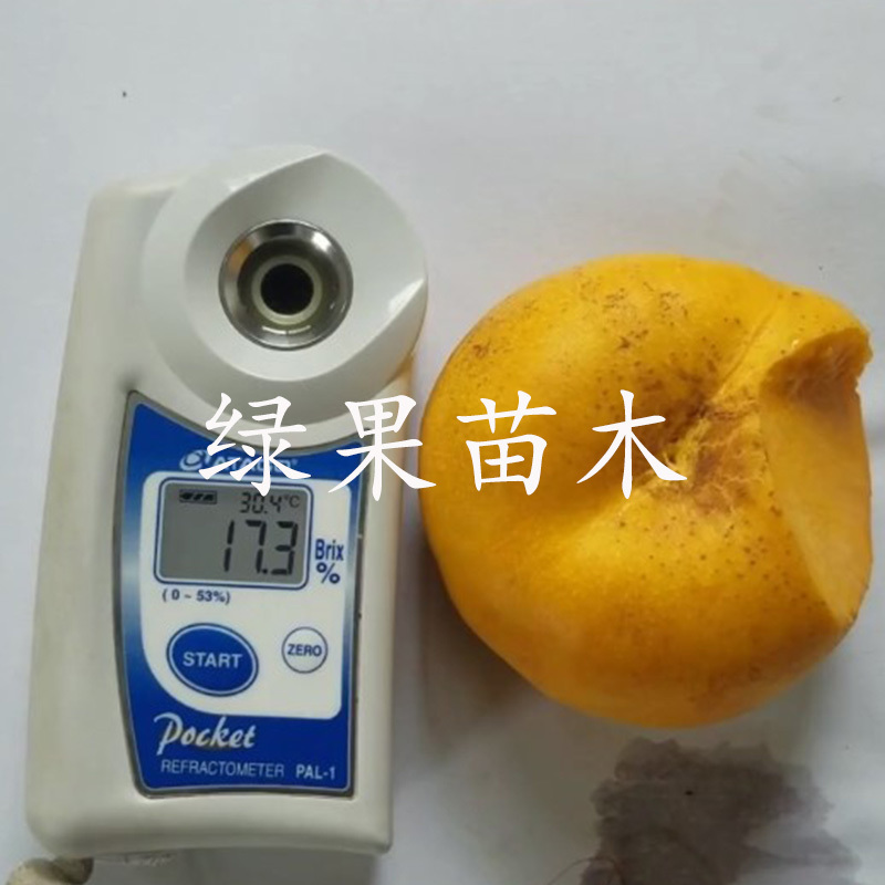 黄金油蟠苗嫁接桃树苗风味皇后油蟠桃苗