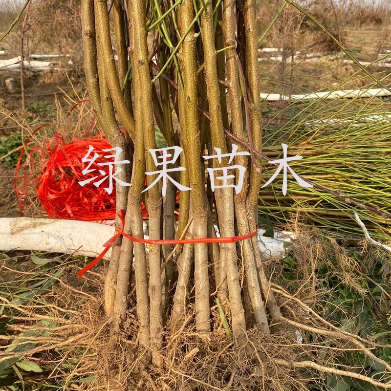 黄金油蟠苗嫁接桃树苗风味皇后油蟠桃苗