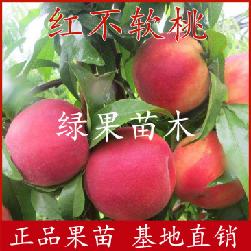 果树苗红不软桃苗嫁接桃树苗基地直销纯正品种