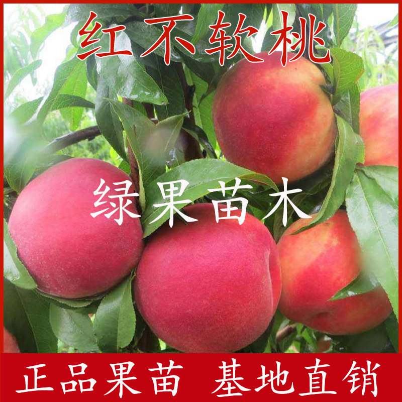 果树苗红不软桃苗嫁接桃树苗基地直销纯正品种