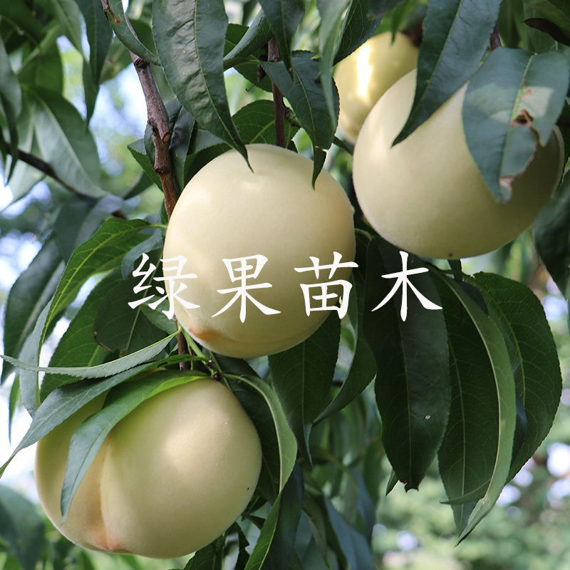 新品种嫁接桃树苗白如玉桃苗白桃树苗基地直销包活