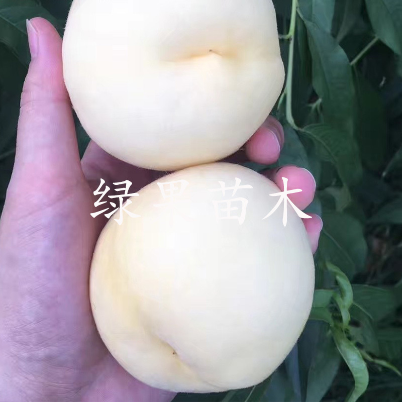 新品种嫁接桃树苗白如玉桃苗白桃树苗基地直销包活