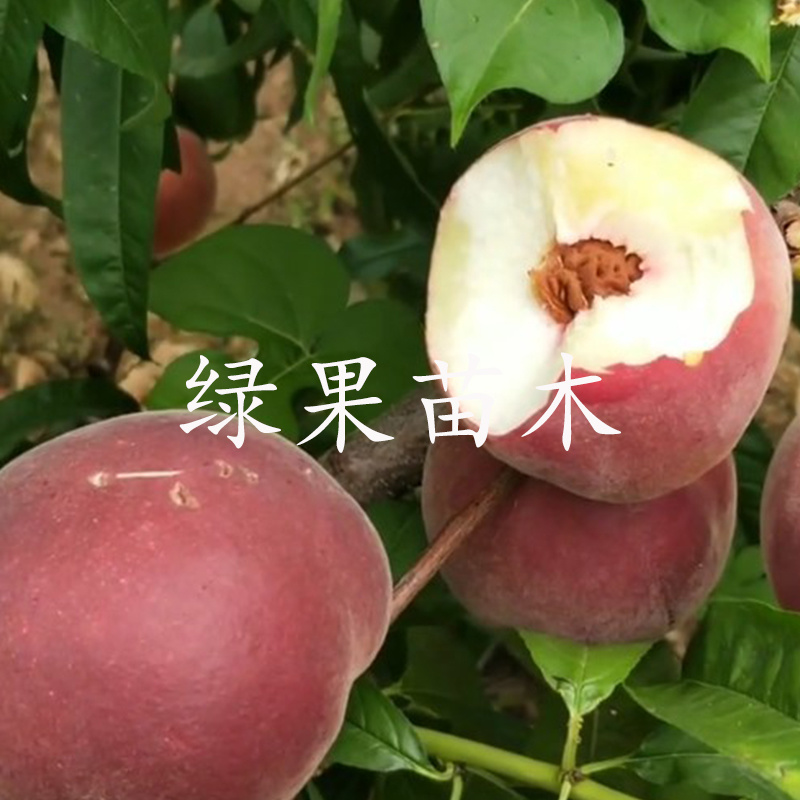 果树苗新品种夏甜桃苗春雨离核脆甜桃基地直销包成活