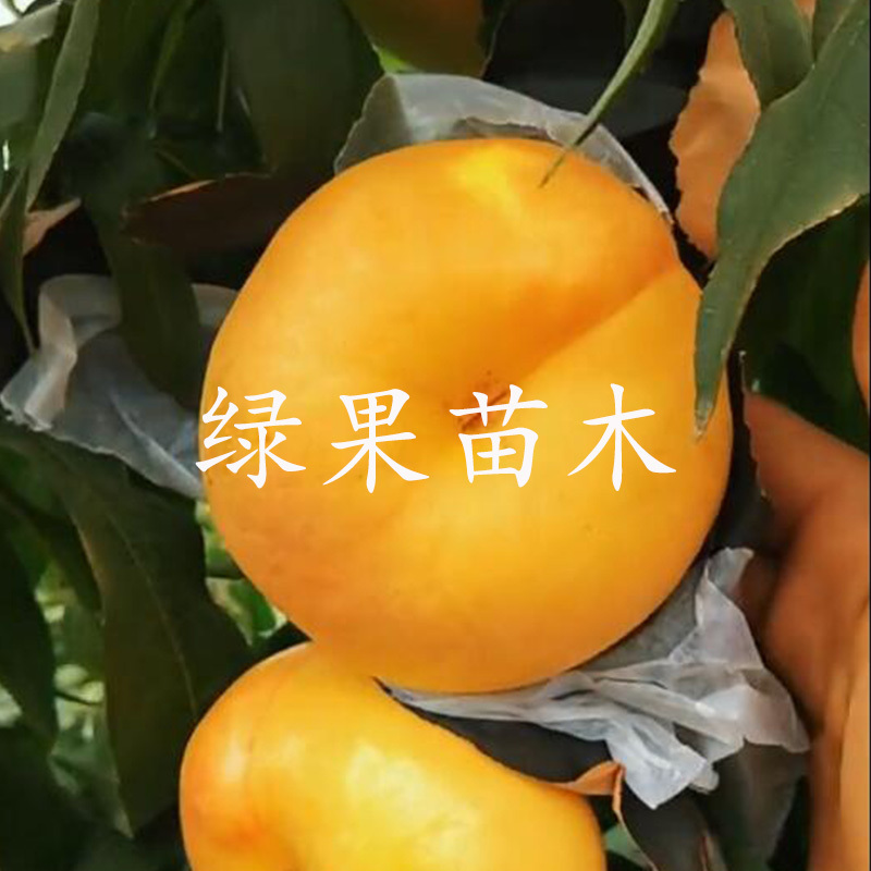 风味天后桃苗油蟠桃苗晚熟特大油蟠苗基地直销包成活