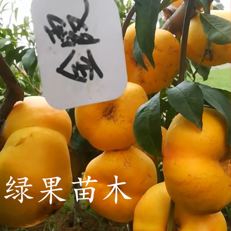 桃树苗油蟠桃苗金霞早油蟠苗品种保证基地直销包活