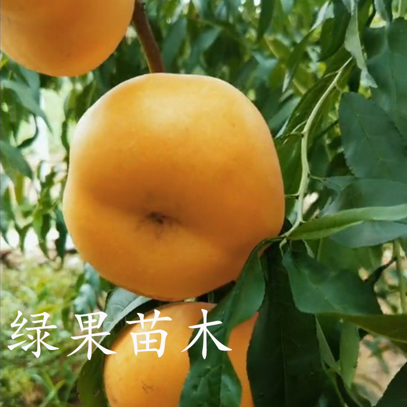 桃树苗油蟠桃苗金霞早油蟠苗品种保证基地直销包活