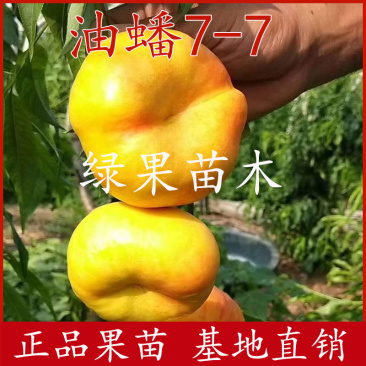 黄油蟠桃树苗嫁接苗油蟠7-7油蟠9号桃苗黄金油蟠桃苗