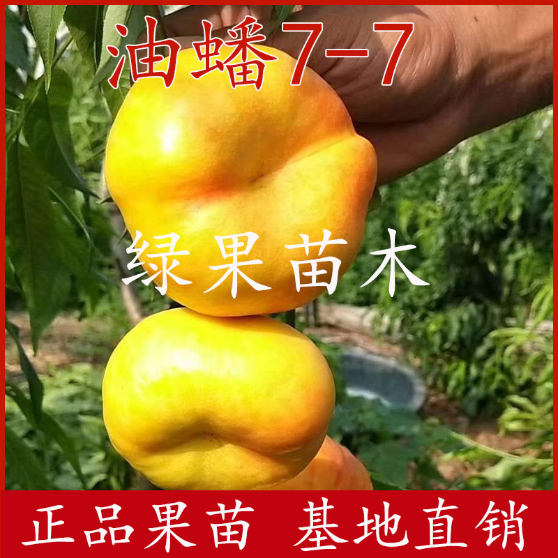 黄油蟠桃树苗嫁接苗油蟠7-7油蟠9号桃苗黄金油蟠桃苗