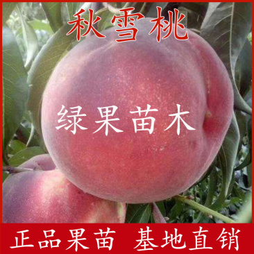 桃树苗秋雪桃苗晚熟脆甜桃纯正品种