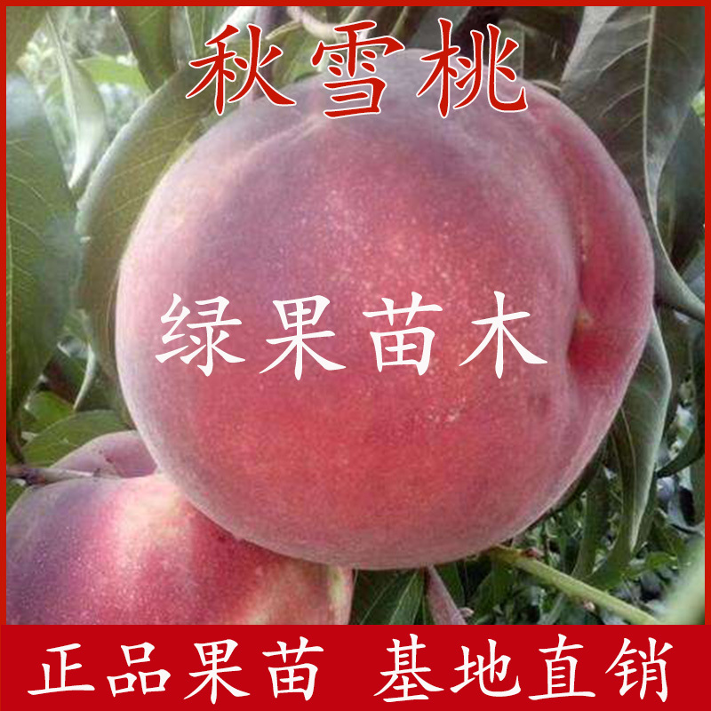 桃树苗秋雪桃苗晚熟脆甜桃纯正品种