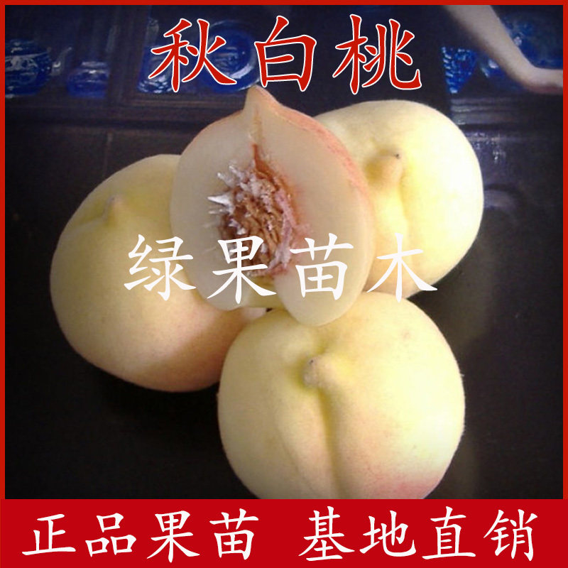 桃树苗秋白桃苗嫁接桃树苗银白桃基地直销品种纯正