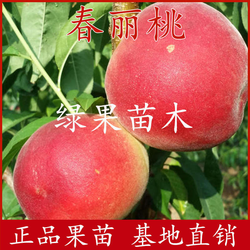 早熟桃树苗春丽桃苗嫁接桃树苗基地直销品种纯正