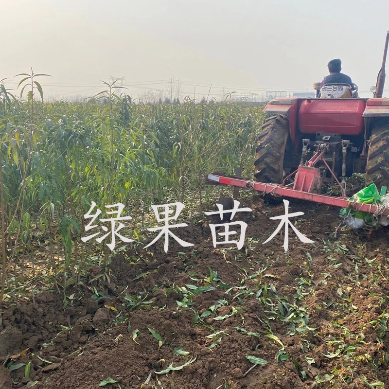 早熟桃树苗春丽桃苗嫁接桃树苗基地直销品种纯正
