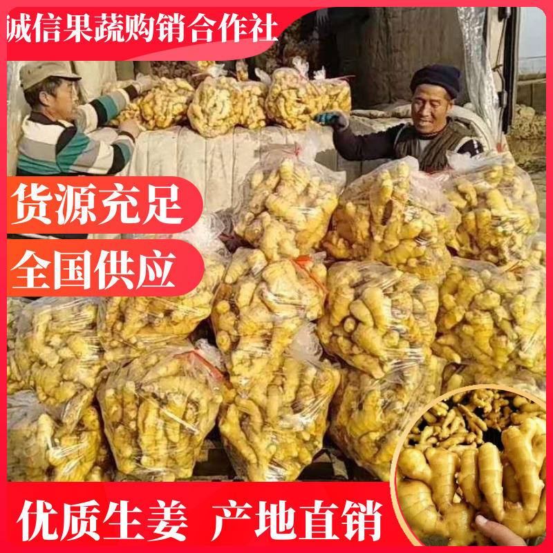 【实力】优选大黄姜品种齐全常年供应可以送货上门
