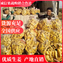 【精选】优质生姜，一手货源，全国发货，价格优，坏烂包赔！