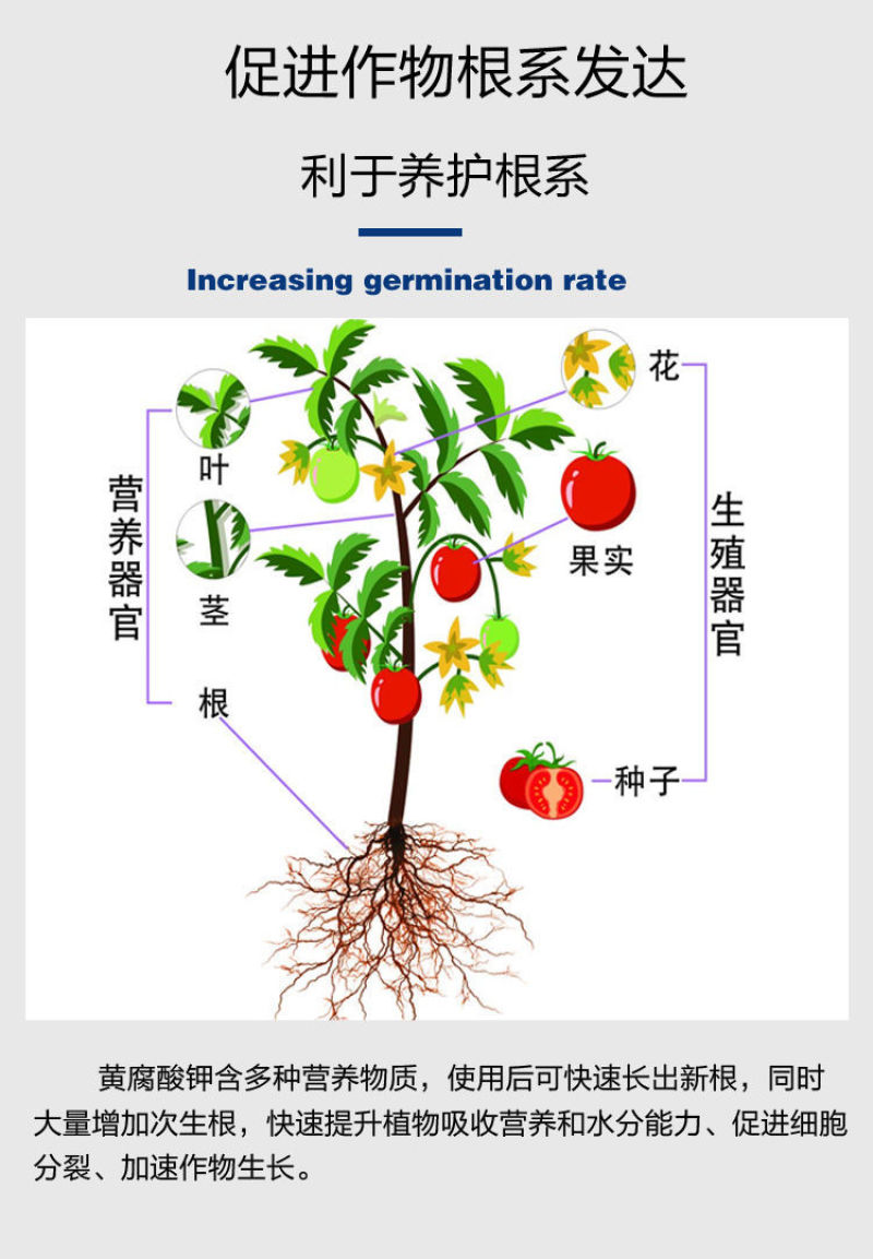 矿源黄腐酸钾全水溶抗重茬调理土壤促根生根激活微生物