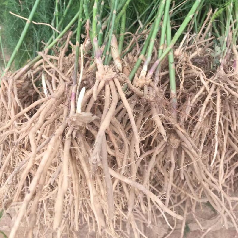 芦笋种苗多年生芦笋苗芦笋大苗小苗基地供应根系发达养殖