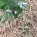 芦笋种苗多年生芦笋苗芦笋大苗小苗基地供应根系发达养殖
