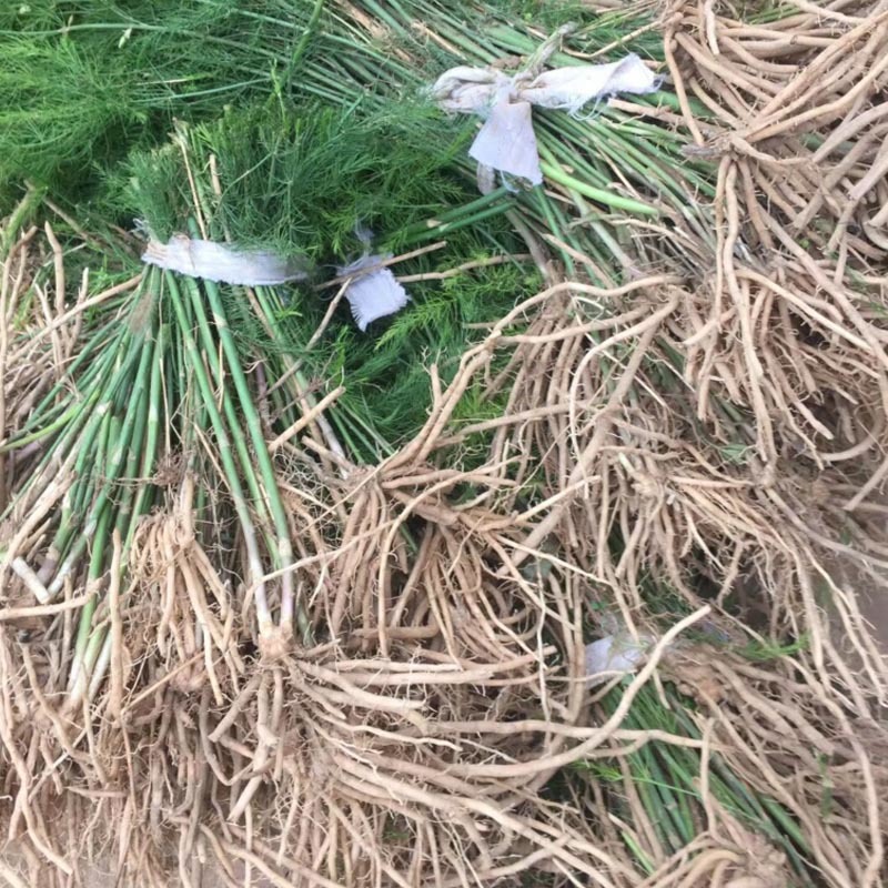 芦笋种苗多年生芦笋苗芦笋大苗小苗基地供应根系发达养殖
