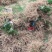 芦笋种苗多年生芦笋苗芦笋大苗小苗基地供应根系发达养殖