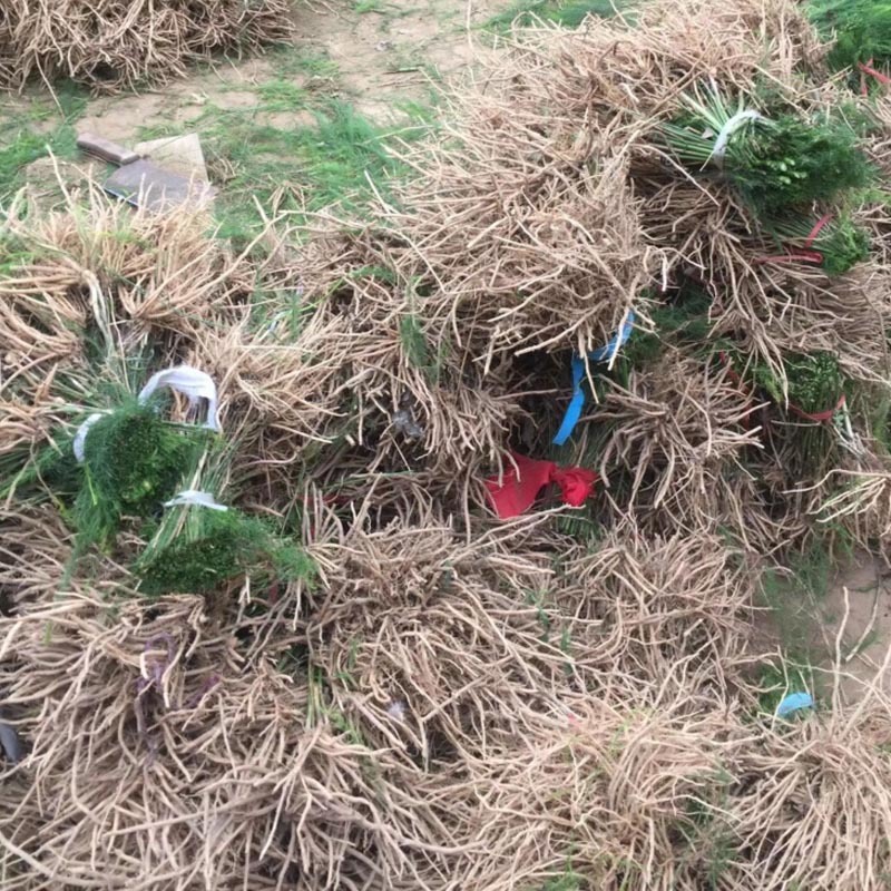 芦笋种苗多年生芦笋苗芦笋大苗小苗基地供应根系发达养殖