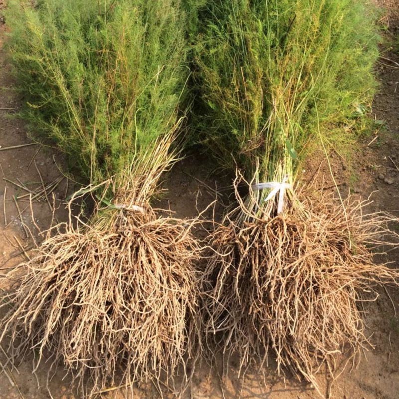 芦笋种苗多年生芦笋苗芦笋大苗小苗基地供应根系发达养殖