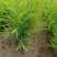 芦笋种苗多年生芦笋苗芦笋大苗小苗基地供应根系发达养殖