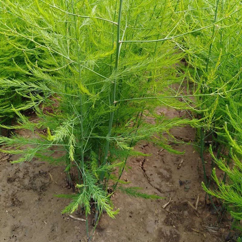 芦笋种苗多年生芦笋苗芦笋大苗小苗基地供应根系发达养殖