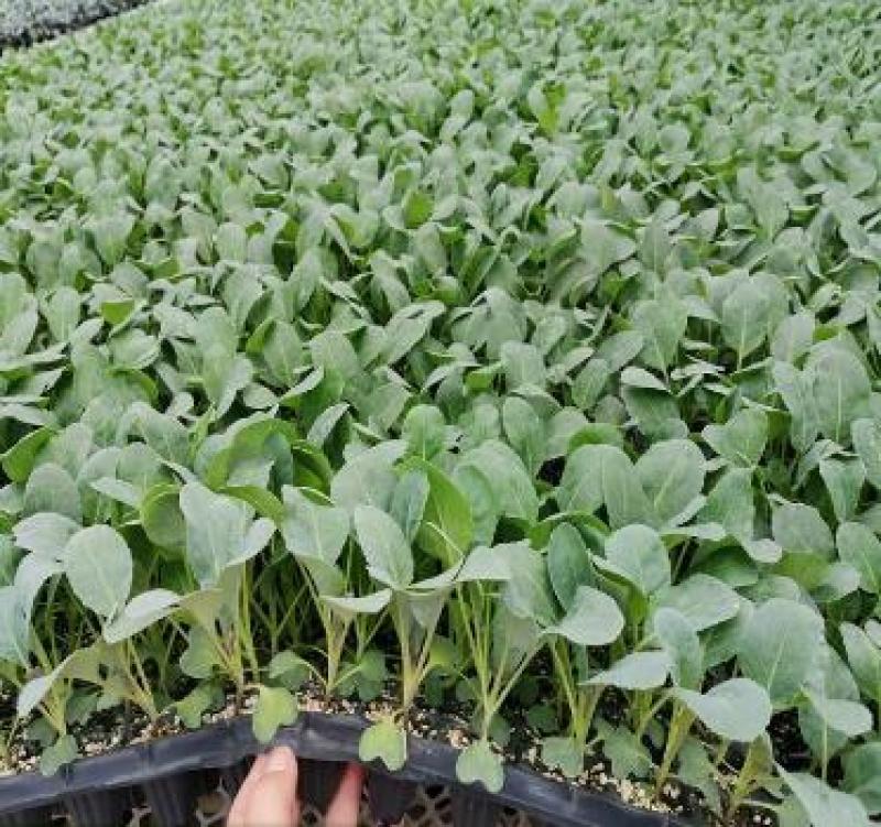 西兰花种苗越夏耐热西兰花苗炎秀西兰花种苗批发