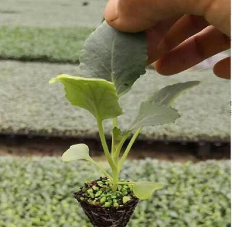 西兰花种苗越夏耐热西兰花苗炎秀西兰花种苗批发