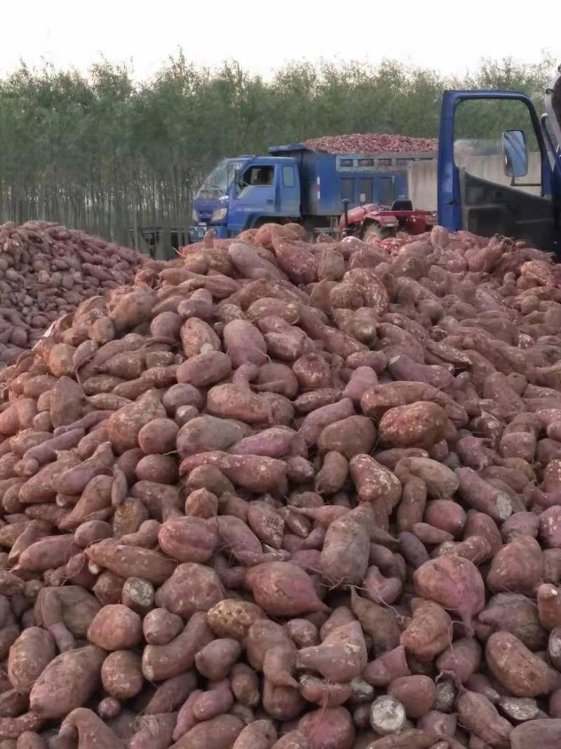 【精选】红薯淀粉厂家直发包纯正干净无沙全年供应可视频