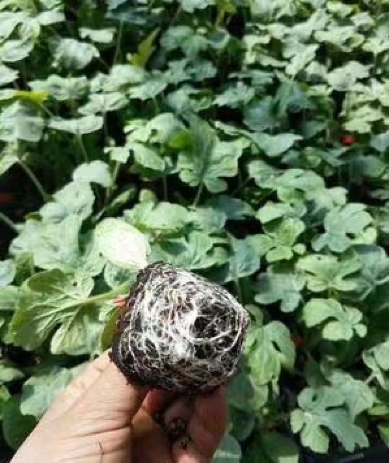 8424西瓜苗嫁接西瓜苗麒麟西瓜苗甜度高