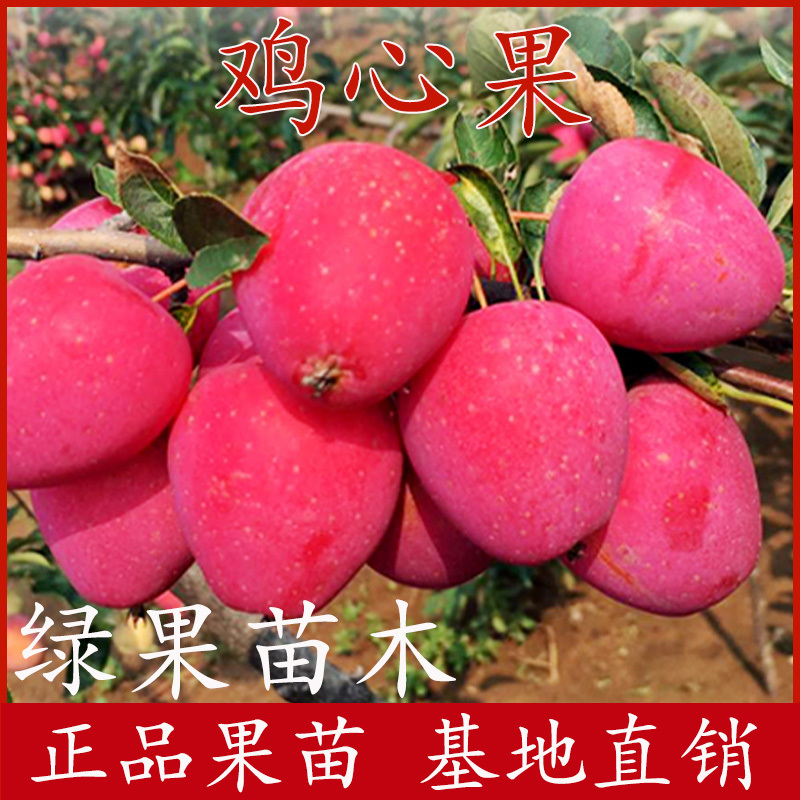 鸡心果苗东北小苹果鸡心果树苗锦绣海棠苗耐寒果树苗