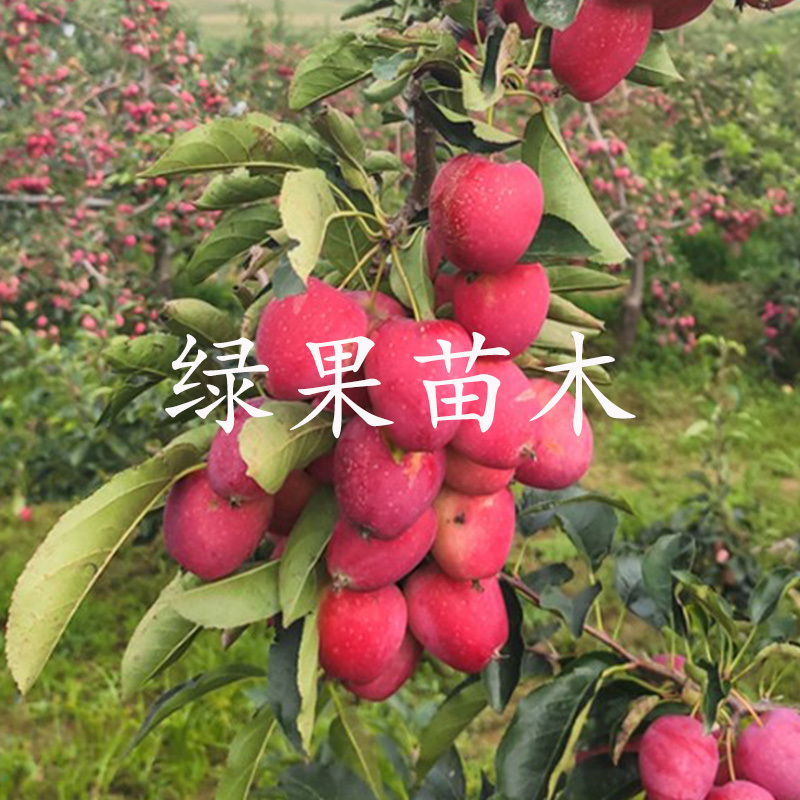 鸡心果苗东北小苹果鸡心果树苗锦绣海棠苗耐寒果树苗