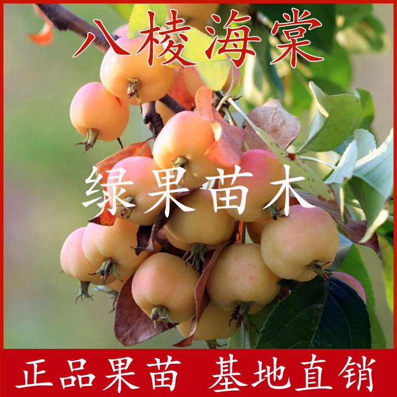 长寿果苗盆栽地栽盆景八棱海棠苗果树苗基地直销