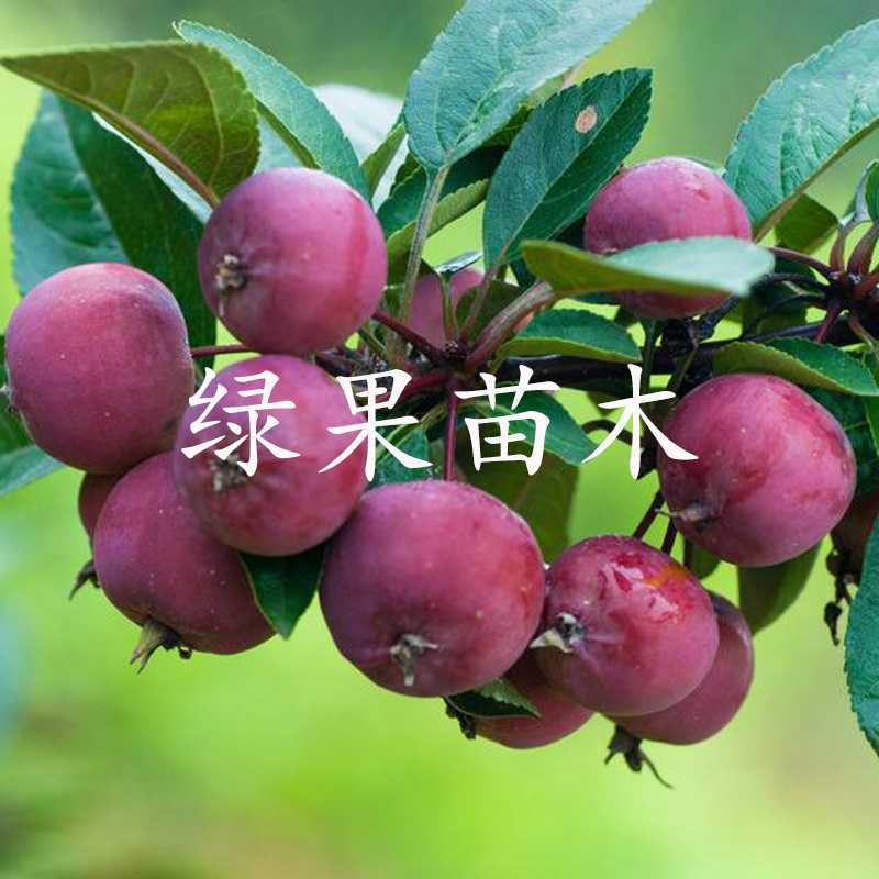 长寿果苗盆栽地栽盆景八棱海棠苗果树苗基地直销
