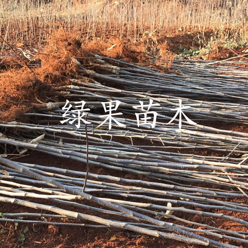 长寿果苗盆栽地栽盆景八棱海棠苗果树苗基地直销