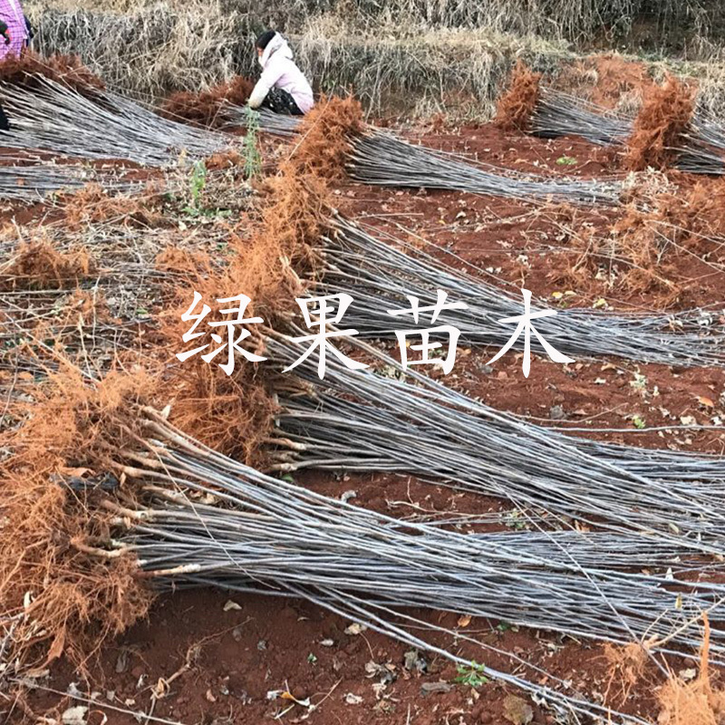 烟台苹果苗众成一号响富秦脆正宗脱毒苗基地直销包活