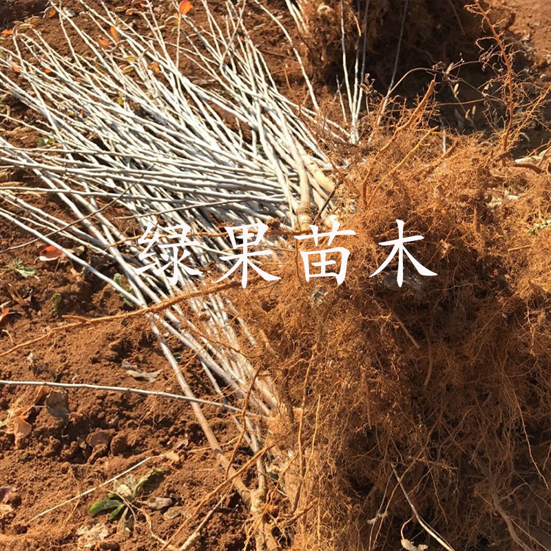 烟台苹果苗众成一号响富秦脆正宗脱毒苗基地直销包活