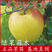 王林苹果水蜜桃苹果苗新品种果树苗基地直销品种纯正