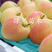 王林苹果水蜜桃苹果苗新品种果树苗基地直销品种纯正