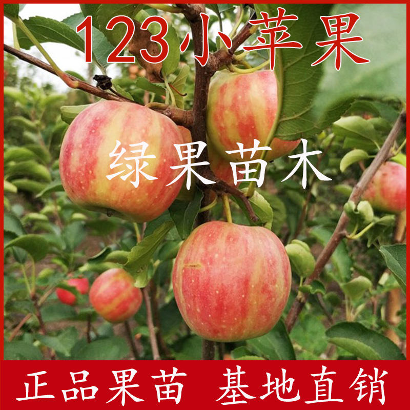 东北123果树苗沙果花红果苗123小苹果树苗