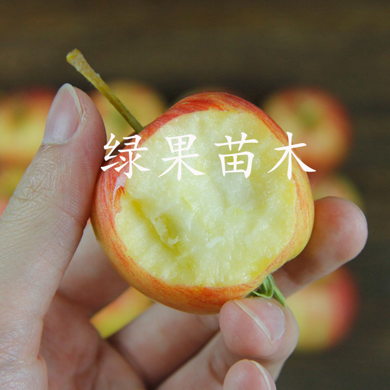 东北123果树苗沙果花红果苗123小苹果树苗