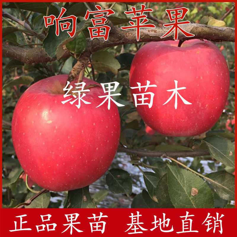 响富苹果苗烟富8烟富10新品种矮化乔化脱毒苗