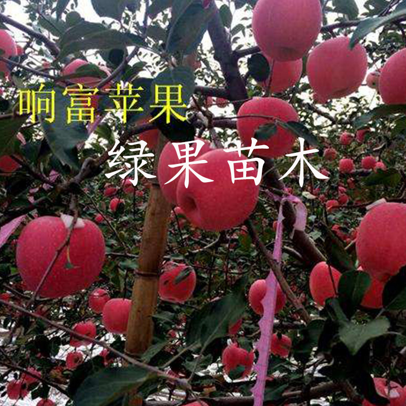 响富苹果苗烟富8烟富10新品种矮化乔化脱毒苗