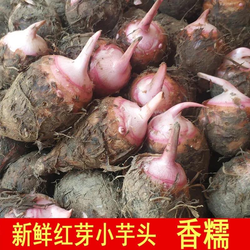 高山新鲜红芽芋，诚信经营，供应全国，支持线上保障交易